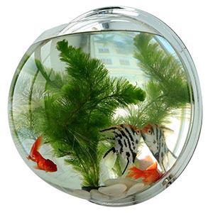 Wholesale cheap acrylic fish tank, supply plastic aquarium tank