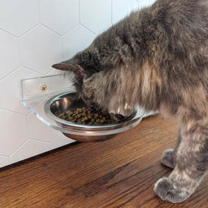 Wholesale acrylic cat feeder, wallmount perspex cat feeder factory